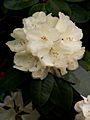 Rhododendron Ehrengold IMG_6587 Różanecznik